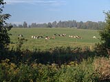 kravy na pastvě