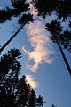 osvícený mrak, stromy
