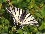 motýl Otakárek ovocný