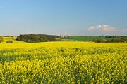 krajina u Radvanova, Kovářov