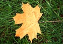 zbarvený list javoru