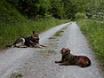 psi na cestě