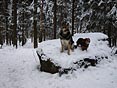 psi na kameni v lese