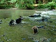 psi v řece