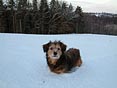 pes ve sněhu