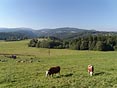 krávy na pastvě, Jizerské hory