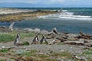 tučňáci, krajina