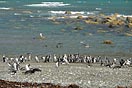 tučňáci u moře