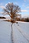 cesta v zimě, strom