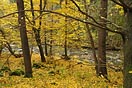 žluté listy, stromy, Kosí potok