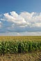 kukuřičné pole, mraky